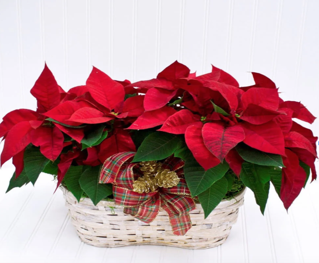 Poinsettias in a double basket